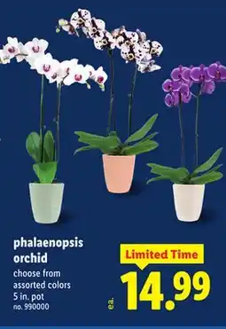 Lidl phalaenopsis orchid offer