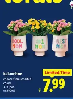 Lidl kalanchoe offer