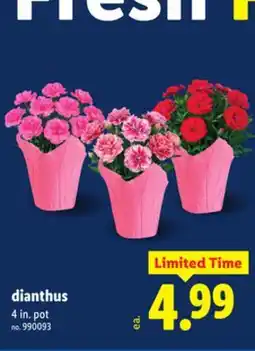 Lidl dianthus offer