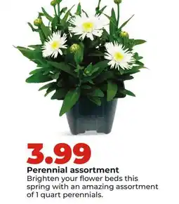 Hy-Vee Perennial assortment offer