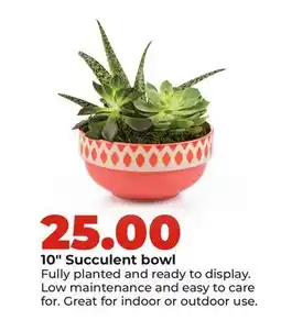 Hy-Vee 10 Succulent bowl offer