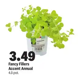 Meijer Fancy Fillers Accent Annual offer