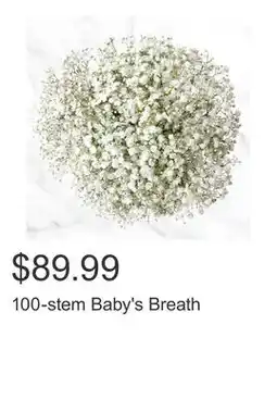 Costco 100-stem Baby's Breath offer