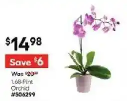 Lowe's 1.68 Pint Orchid offer