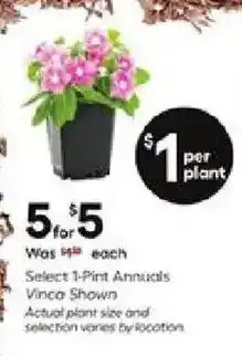 Lowe's Select 1 Pint Annuals Vinca Shown Actual plant size and selection varies by location offer