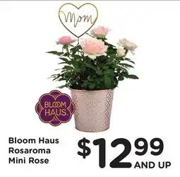 Ralphs Bloom Haus Rosaroma Mini Rose offer