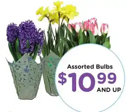 Ralphs Assorted Bulbs offer