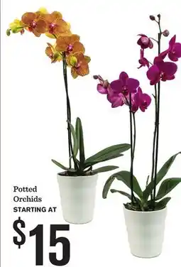Mariano's Potted Orchids offer