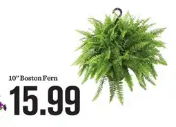 Mariano's 10 Boston Fern offer