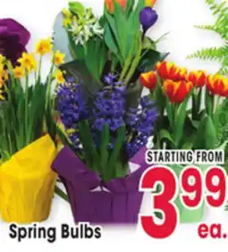 Jewel-Osco Spring Bulbs offer