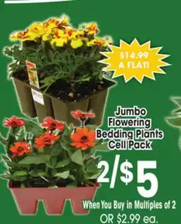 Jewel-Osco Jumbo Flowering Bedding Plants Cell Pack offer