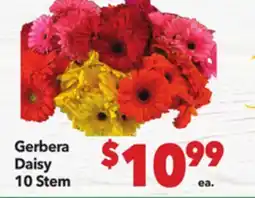 Vallarta Supermarkets Gerbera Daisy offer