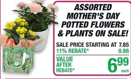 Menards ASSORTED MOTHER'S DAY POTTED FLOWERS & PLANTS ON SALE! offer