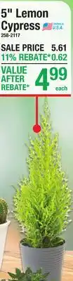 Menards 5 Lemon Cypress offer