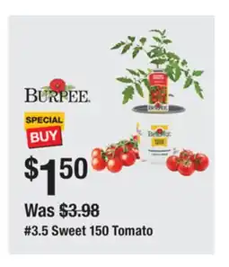 The Home Depot 3.5 Sweet 150 Tomato offer