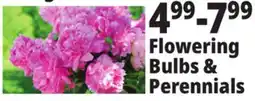 Ocean State Job Lot Flowering Bulbs & Perennials offer