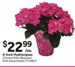Stop&Shop 6-Inch Hydrangeas offer