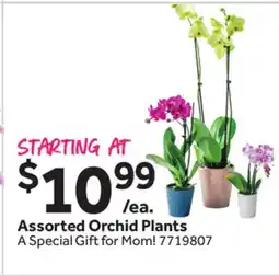 Stop&Shop Assorted Orchid Plants offer