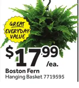 Stop&Shop Boston Fern Hanging Basket offer
