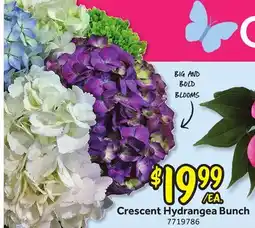 Stop&Shop Crescent Hydrangea Bunch offer