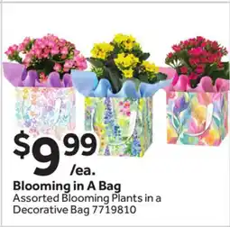 Stop&Shop Blooming in A Bag offer