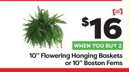 Weis Markets 10 Flowering Hanging Baskets or 10 Boston Ferns offer