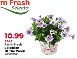 Runnings Farm Fresh Selection Of The Week offer