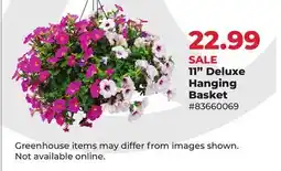 Runnings 11 Deluxe Hanging Basket offer