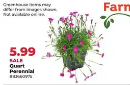 Runnings Quart Perennial offer