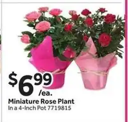 Stop&Shop Miniature Rose Plant offer