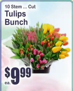 SuperFresh 10 Stem ... Cut Tulips Bunch offer