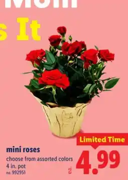Lidl mini roses offer