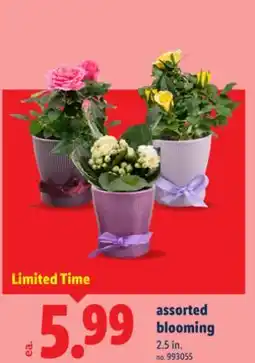 Lidl Assorted blooming offer