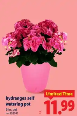 Lidl hydrangea self watering pot offer