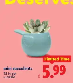 Lidl mini succulents offer