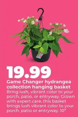 Hy-Vee Game Changer hydrangea collection hanging basket offer