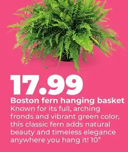 Hy-Vee Boston fern hanging basket offer