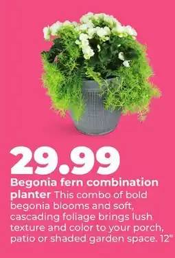 Hy-Vee Begonia fern combination planter offer