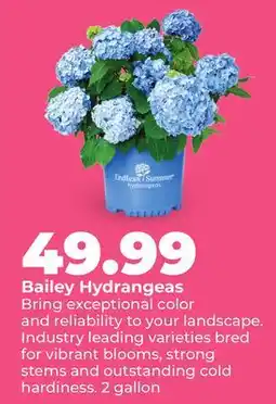 Hy-Vee Bailey Hydrangeas offer