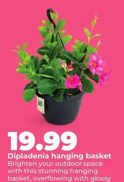 Hy-Vee Dipladenia hanging basket offer