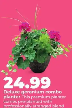 Hy-Vee Deluxe geranium combo planter offer