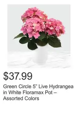Costco Green Circle 5 Live Hydrangea in White Floramax Pot – Assorted Colors offer