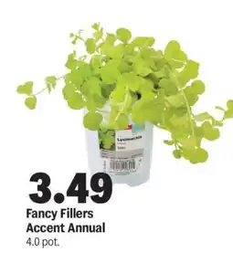 Meijer Fancy Fillers Accent Annual offer