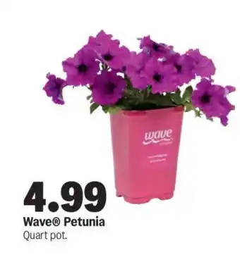 Wave Petunia