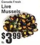 Fresh Live Mussels