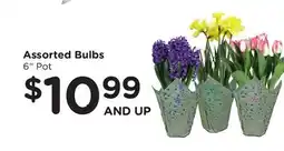 Ralphs Assorted Bulbs offer