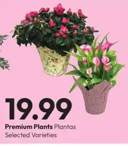 Stater Bros Premium Plants offer