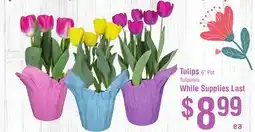 Smart & Final Tulips 6 Pot offer