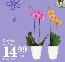 Pavilions Orchids offer