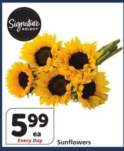 Albertsons Sunflowers offer